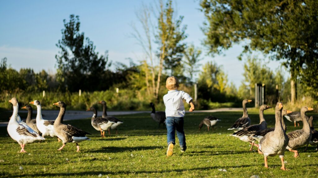 a little boy standing next to a flock of geese